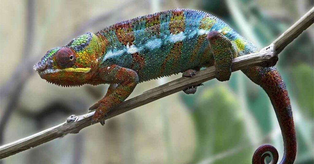 Cute Pet Names for Chameleons