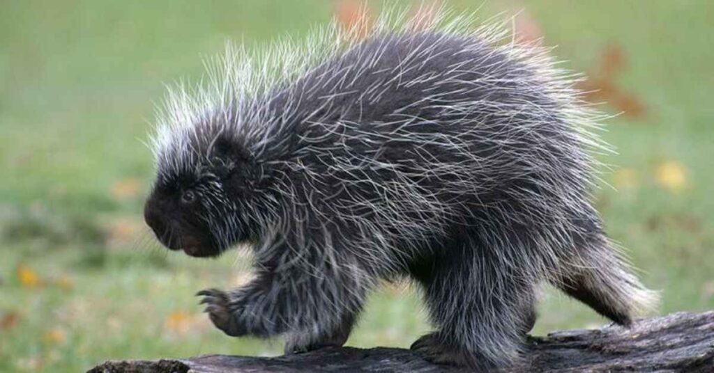 Cute Porcupine Names