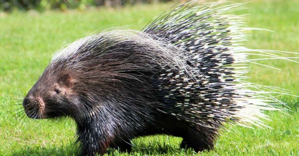 Cute Porcupine Names with Meaning