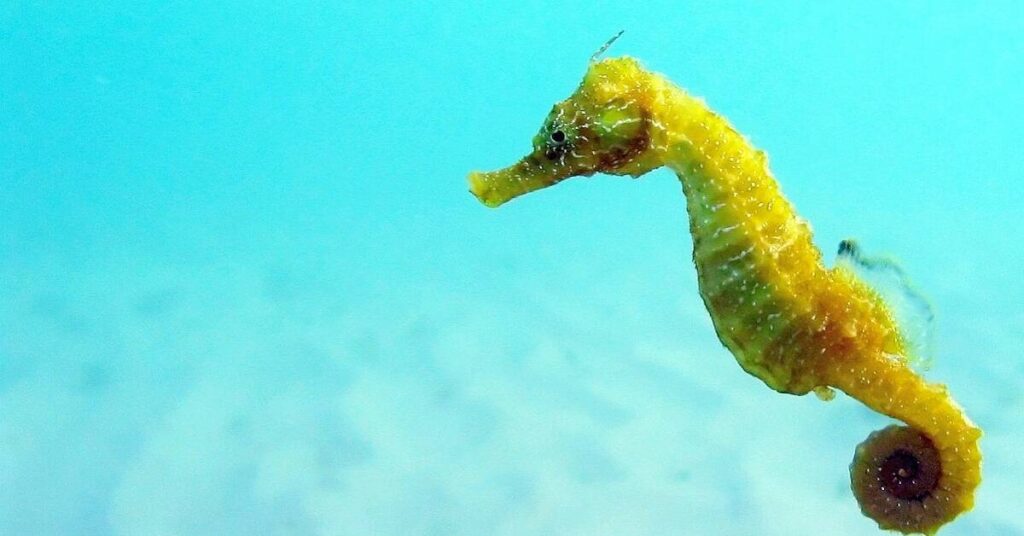 Cute Seahorse Names