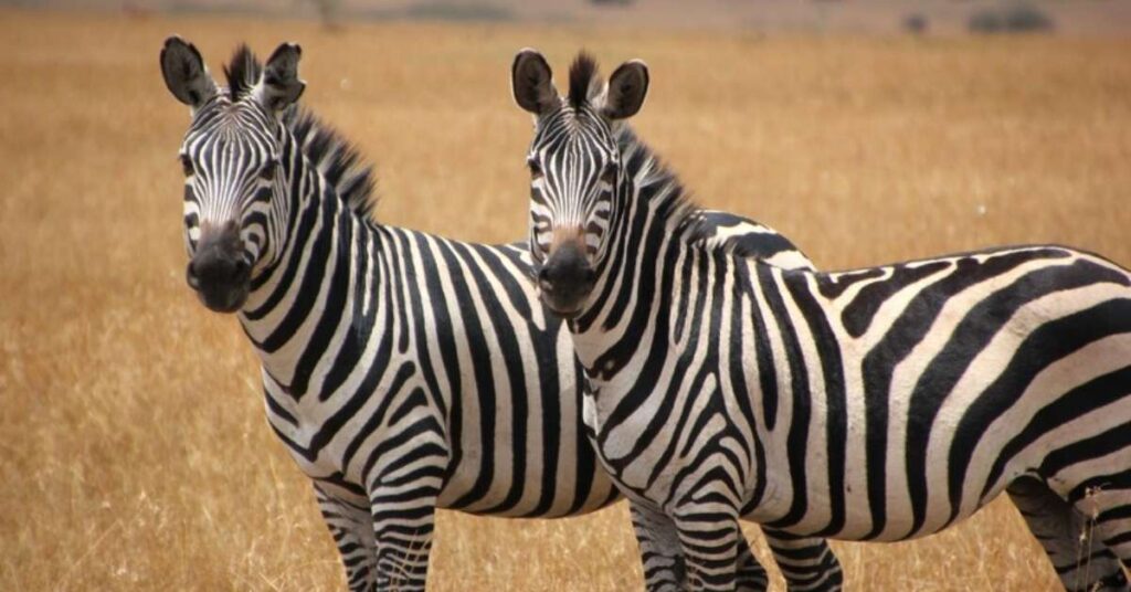 Cute Zebra Names