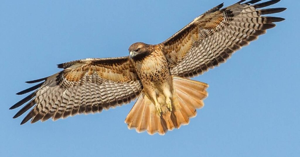 DnD Hawk Name Ideas