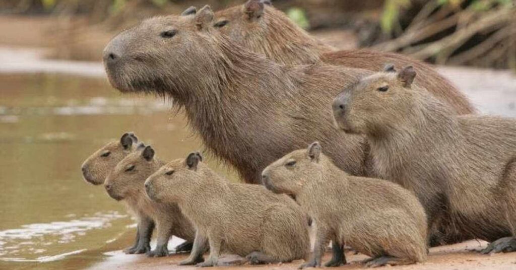 Emperor Capybara Names