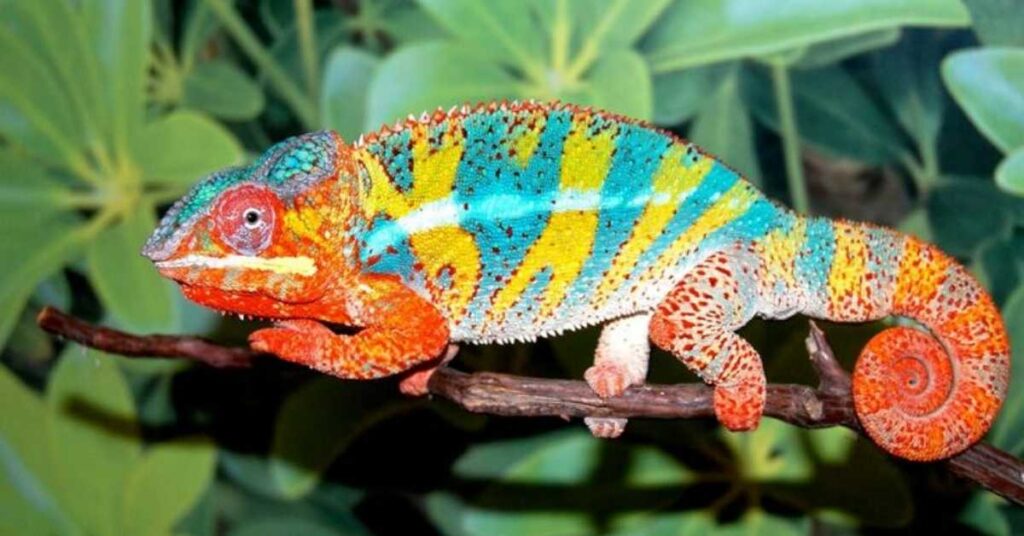 Exotic Names for Chameleons