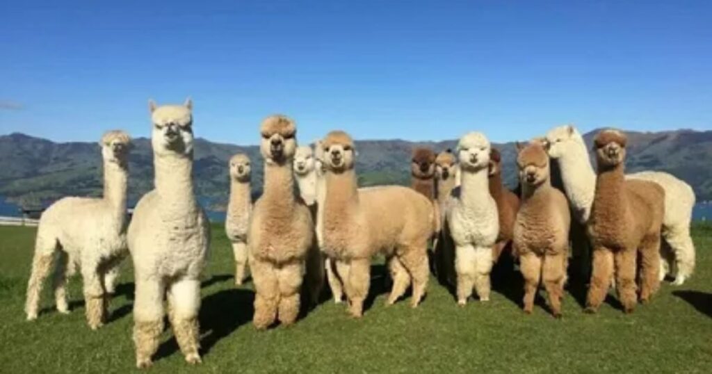 Famous Alpaca Names with Origin