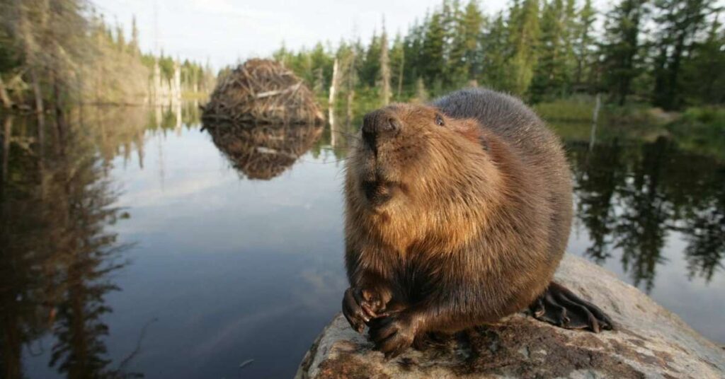 Famous Beaver Names with Origin