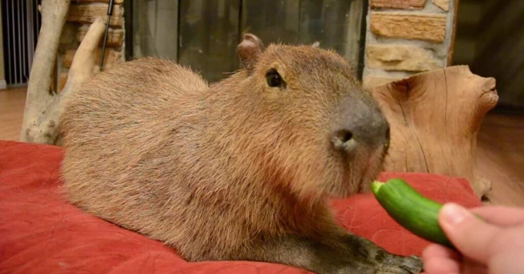 Famous Capybara Names with Origin