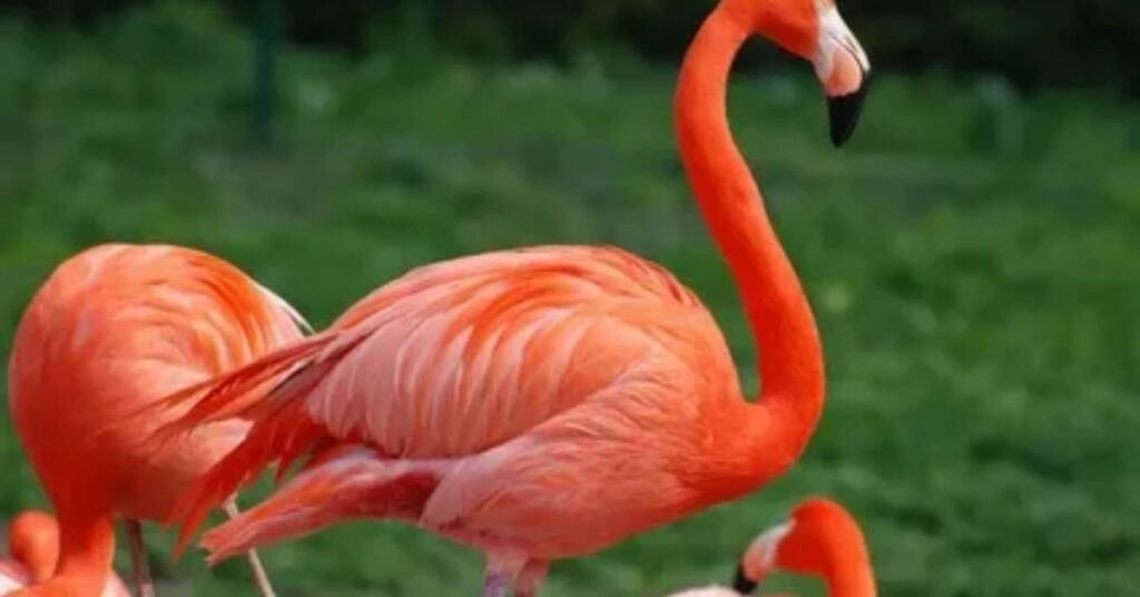 Famous Flamingo Names With Origin