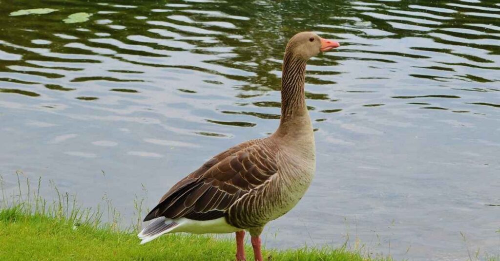 Famous Goose Names