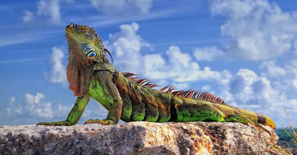 Famous Iguana Names