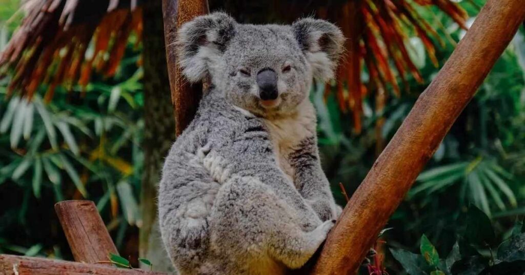 Famous Koala Names