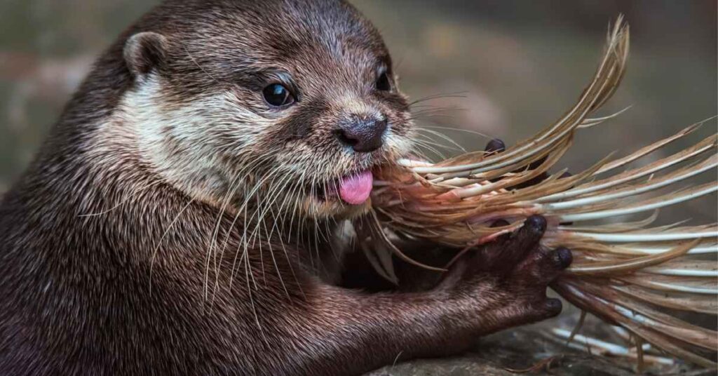 Famous Otter Names with Origin