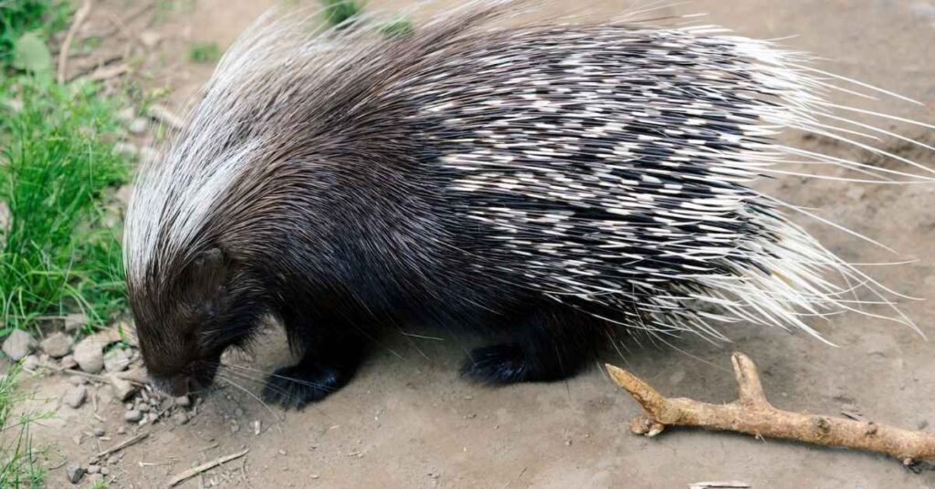 Famous Porcupine Names