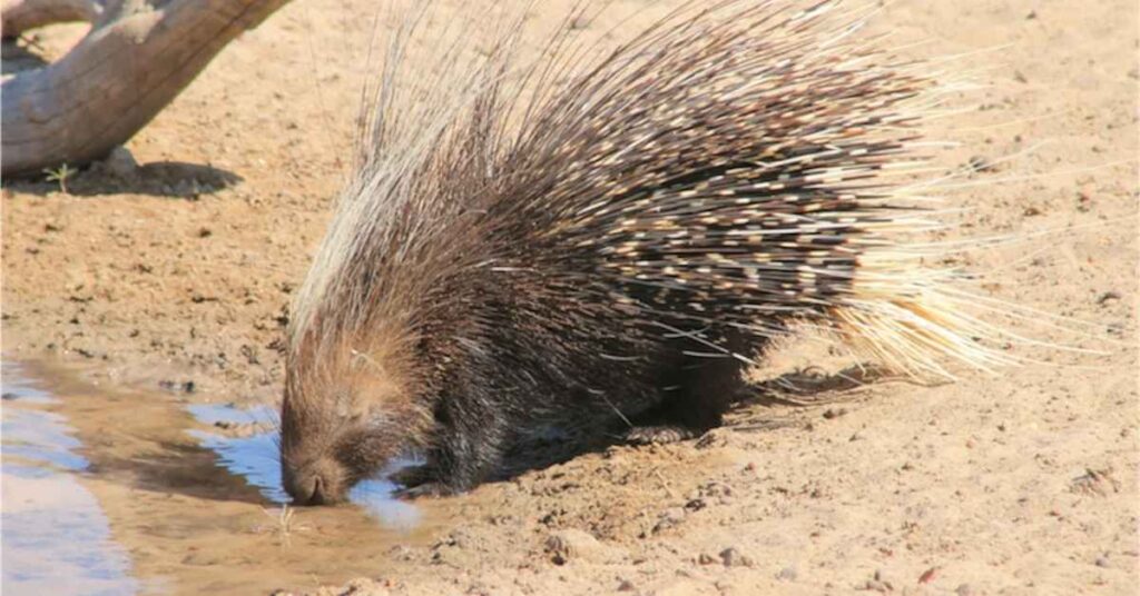 Famous Porcupine Names from Movies and Literature