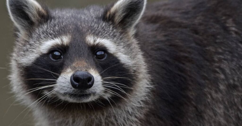 Famous Raccoon Names with Origin