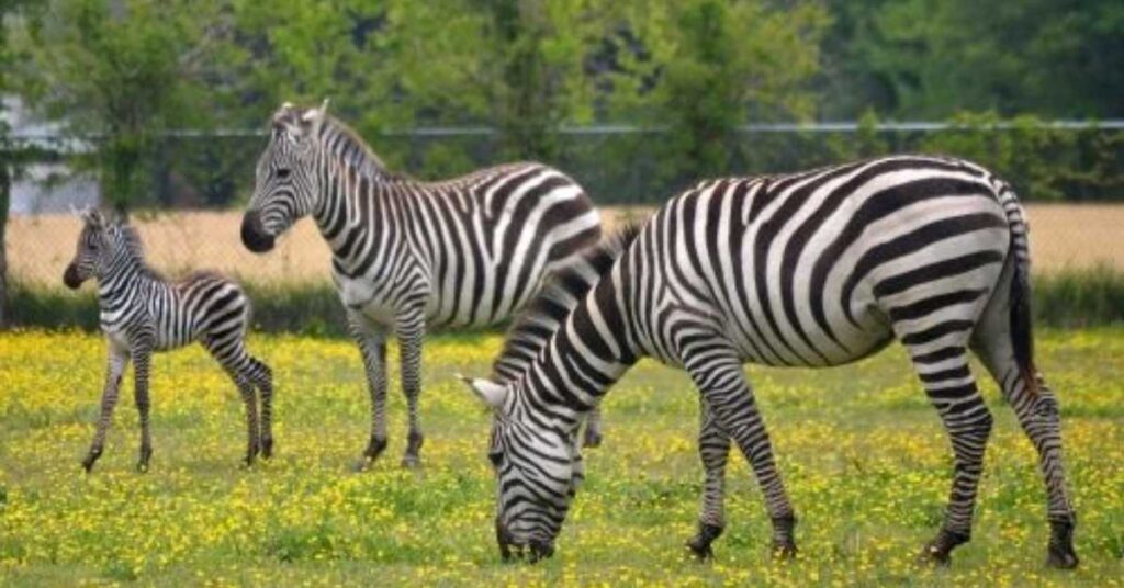 Famous Zebra Names