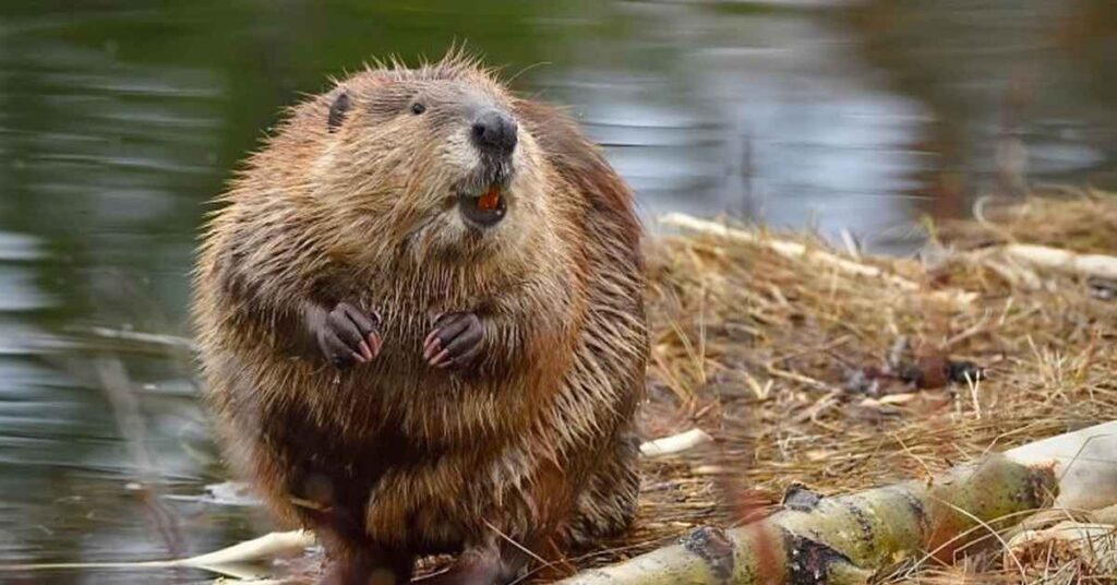 Female Beaver Names