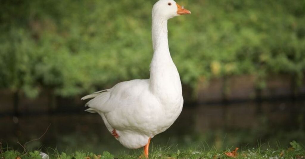 Female Goose Names With Meaning