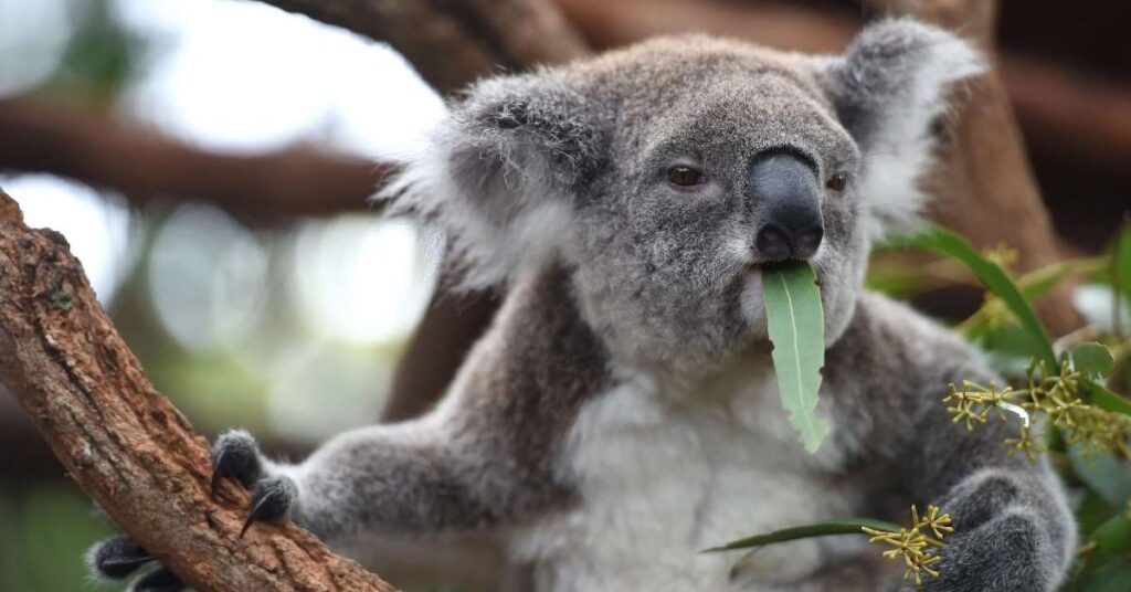 Female Koala Names