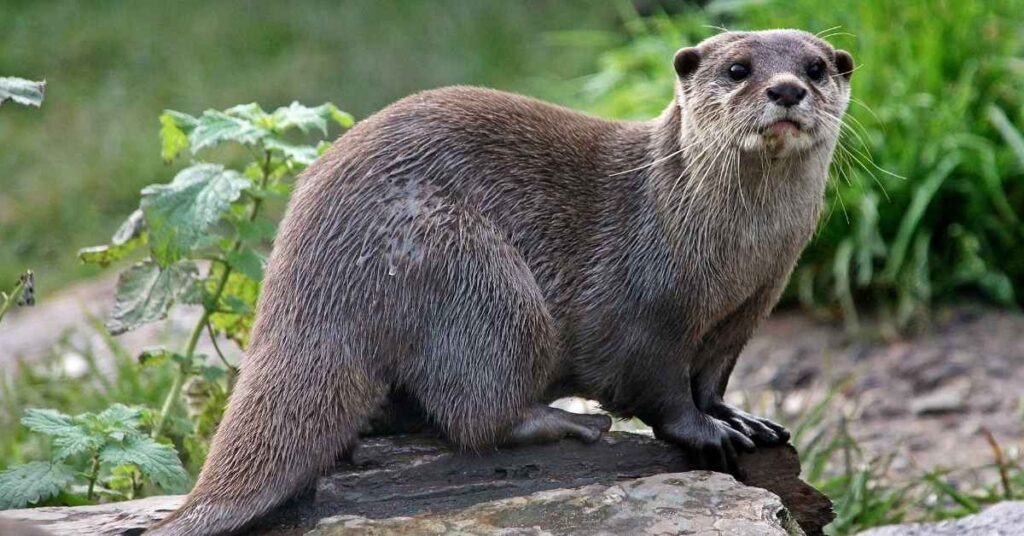 Female Otter Names