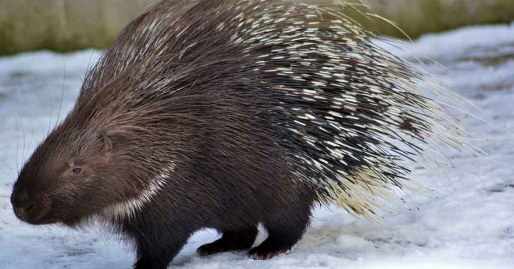 Female Porcupine Names