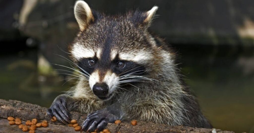 Female Raccoon Names