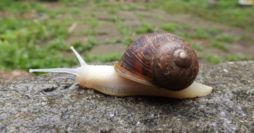 Female Snail Names