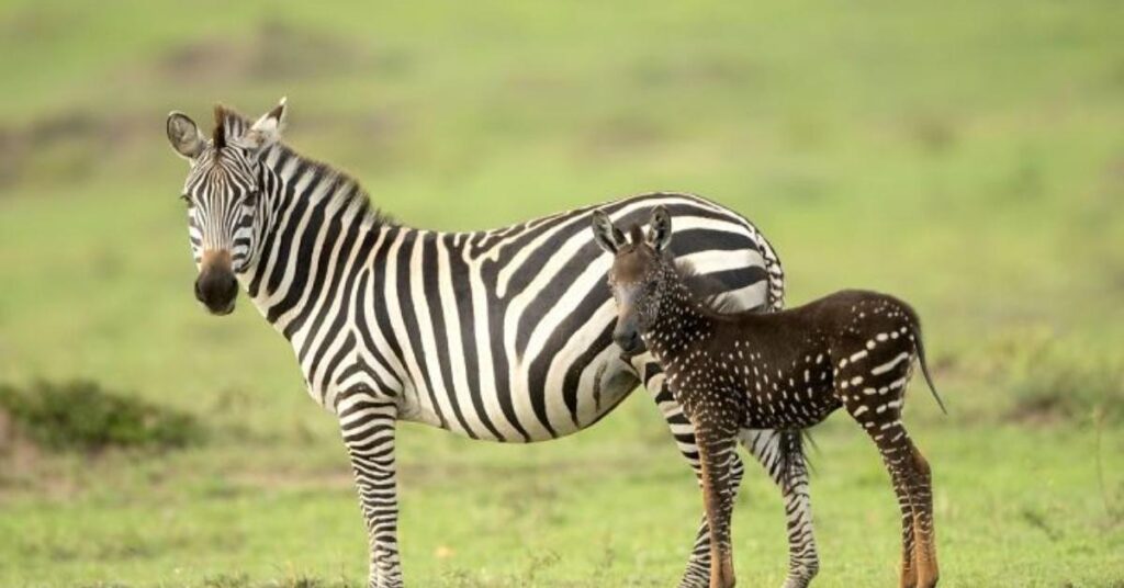 Female Zebra Names