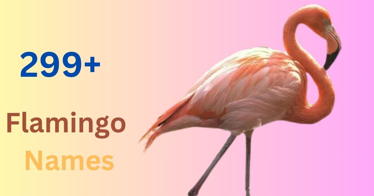 Flamingo Names