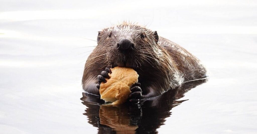 Food-Inspired Beaver Names