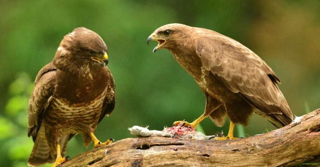 Food-Inspired Hawk Names