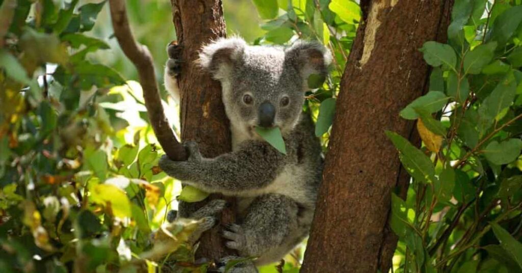 Food-Inspired Koala Names