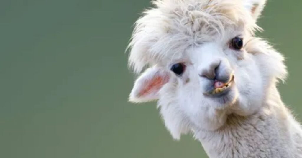 Funny Alpaca Name Ideas