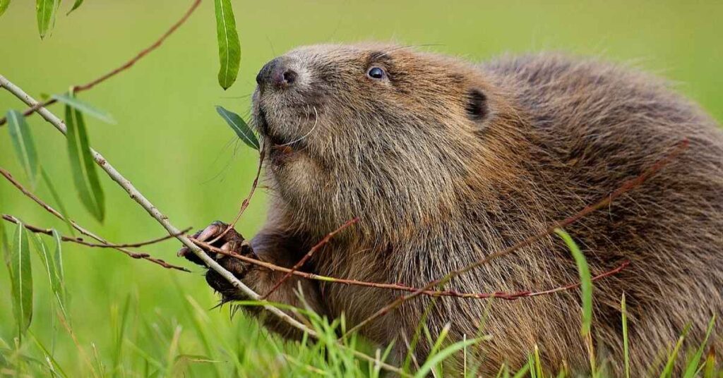 Funny Beaver Names