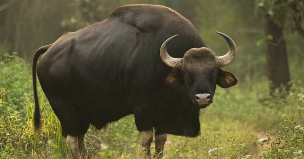 Funny Bull Names