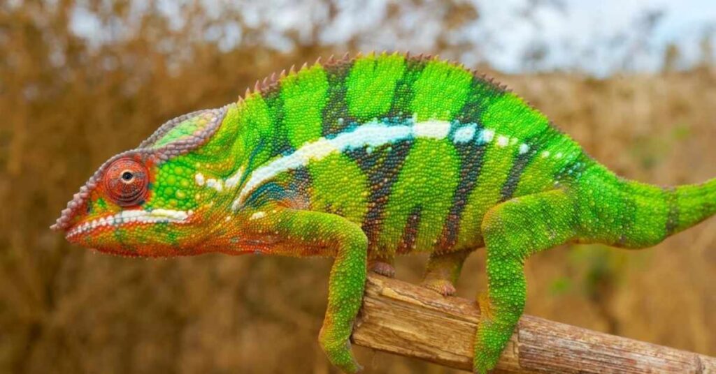 Funny Chameleon Names