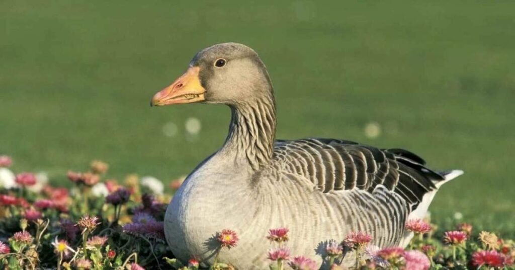 Funny Goose Names