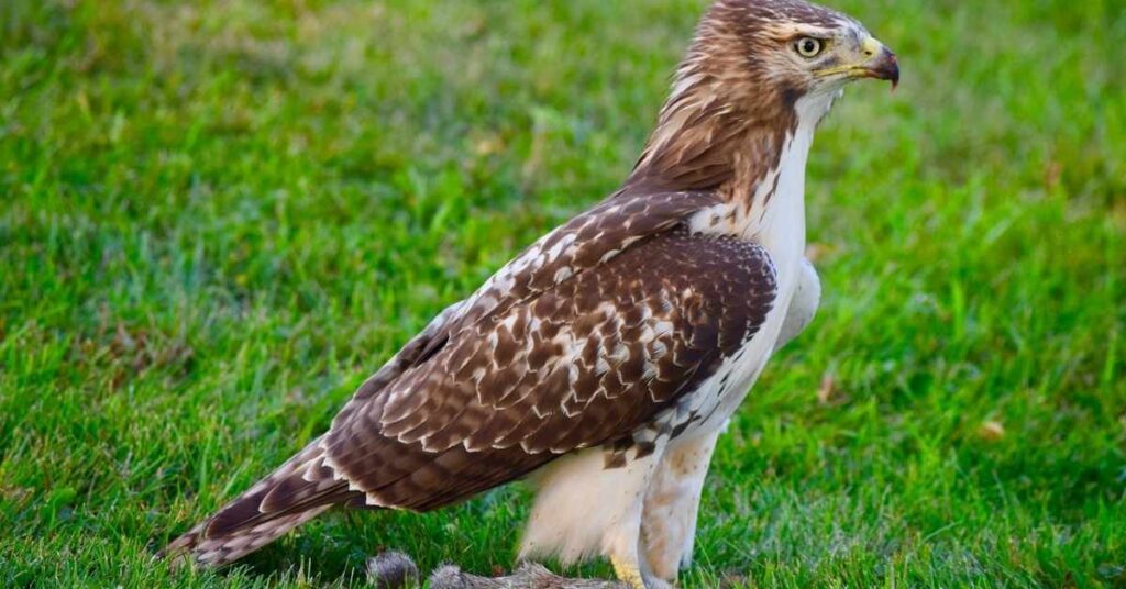 Funny Hawk Names