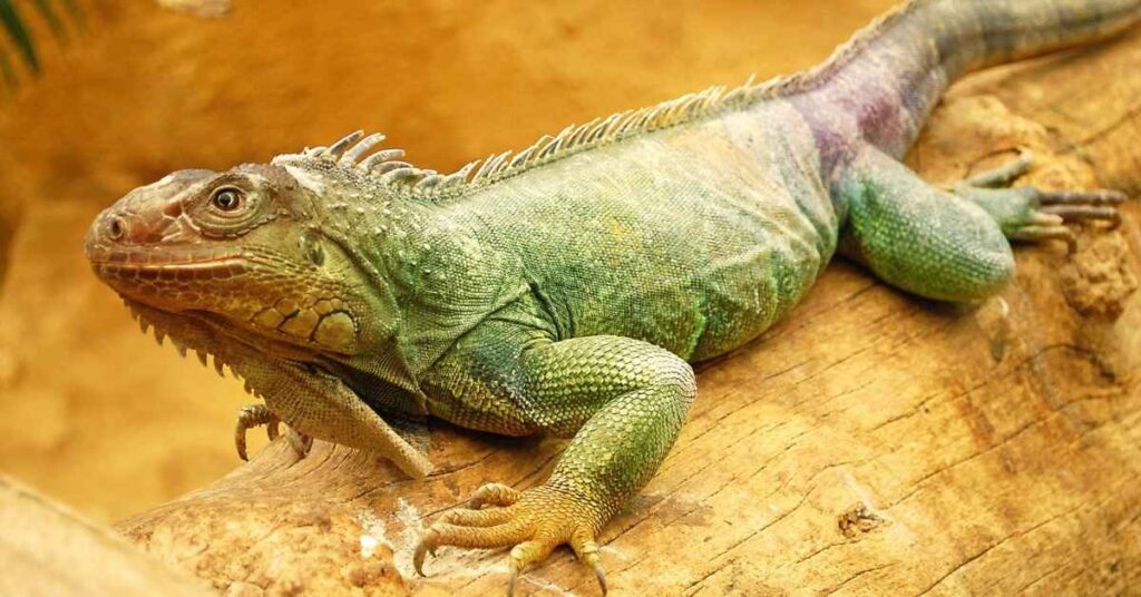 Funny Iguana Names