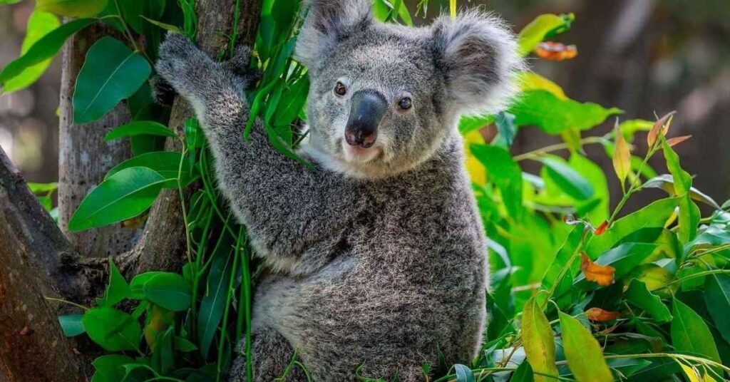 Funny Koala Names