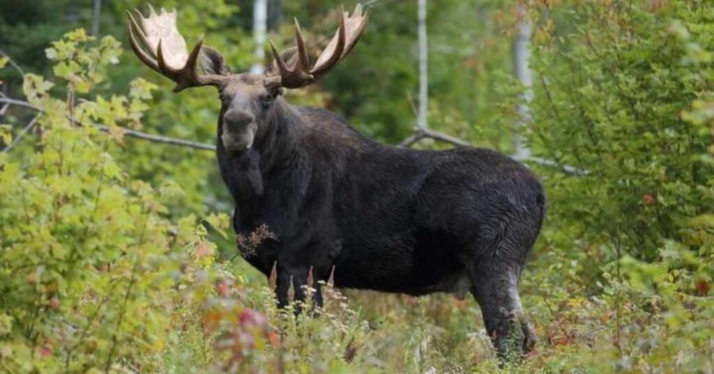 Funny Moose Names 