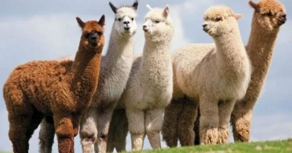 Good Alpaca Names With Meaning