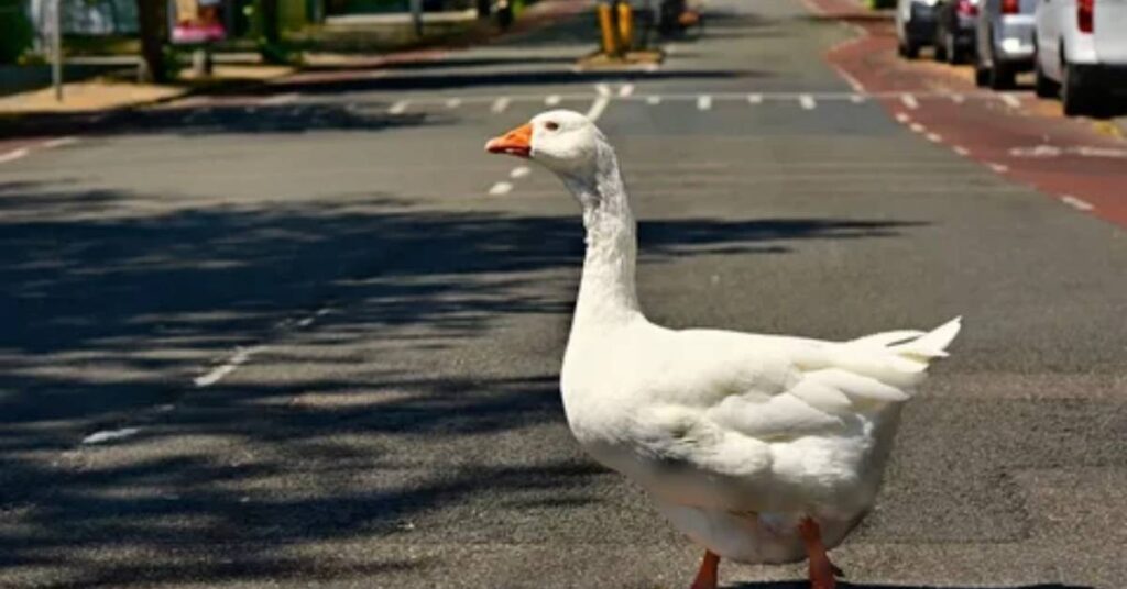 Good Goose Names With Meaning