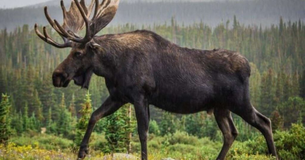 Good Moose Names