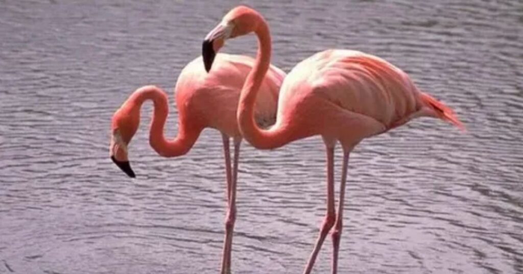 Good Names for Flamingo