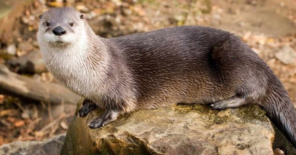 Good Otter Names