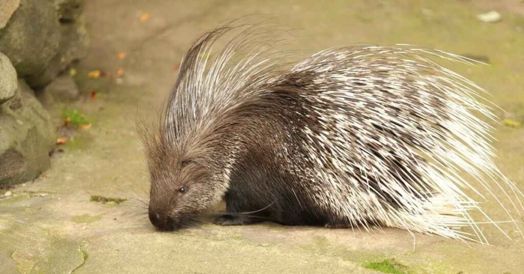 Good Porcupine Names