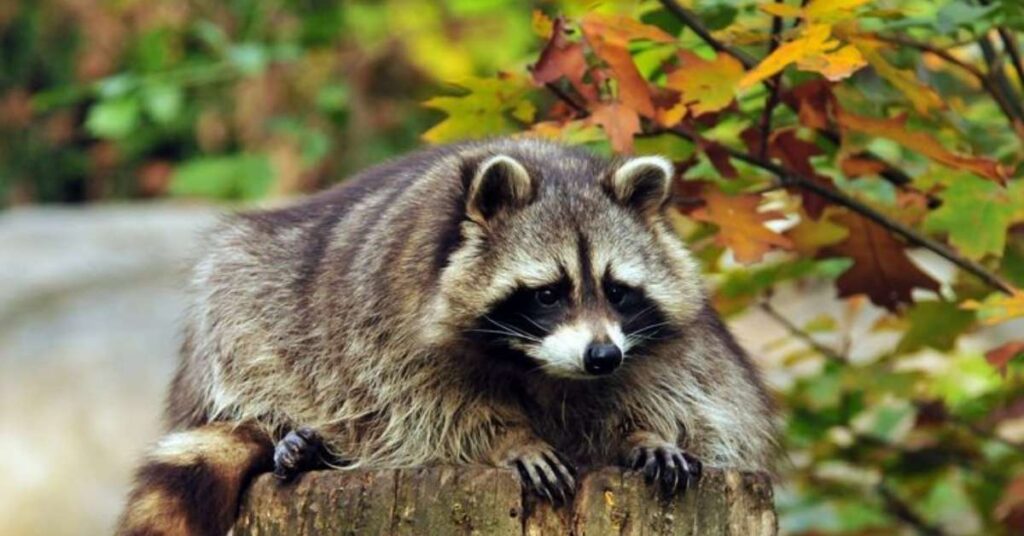 Good Raccoon Names with Meaning