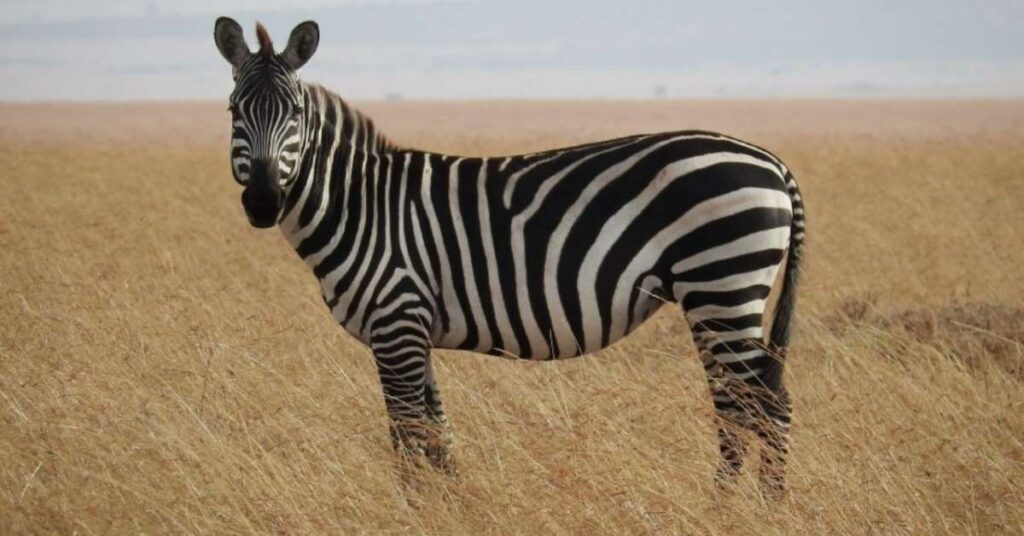 Good Zebra Names with Meaning