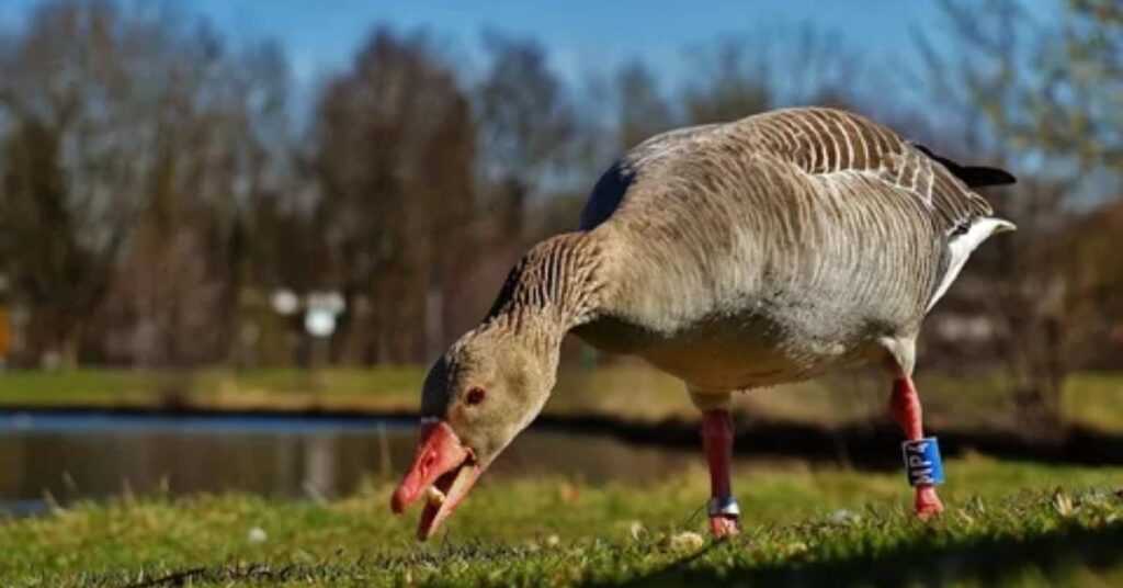 Goose Names That Start With “G”